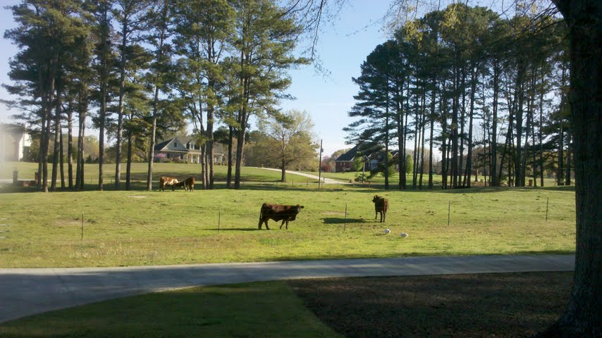 Cows on the front lawn.